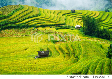 Lush rice field terraces with barn and farmer harvesting in countryside at Vietnam 139358103