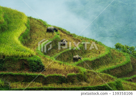 Lush green rice terraces with herd of buffalo grazing on hillside in farmland at countryside 139358106