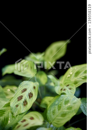 黑色背景上的竹芋(室內植物) 黑色背景上的竹芋(室內植物) 139358119