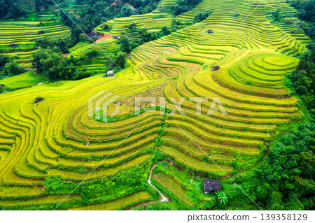 Beautiful lush rice field terrace with barn during harvest on highland in countryside at Vietnam Beautiful lush rice field terrace with barn during harvest on highland in countryside at Vietnam 139358129