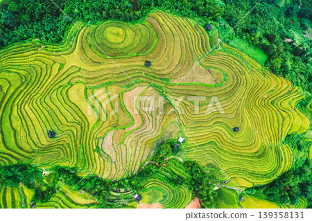Beautiful lush rice field terrace with barn during harvest on highland in countryside at Vietnam 139358131