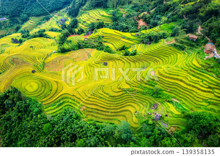 Beautiful lush rice field terrace with barn during harvest on highland in countryside at Vietnam Beautiful lush rice field terrace with barn during harvest on highland in countryside at Vietnam 139358135