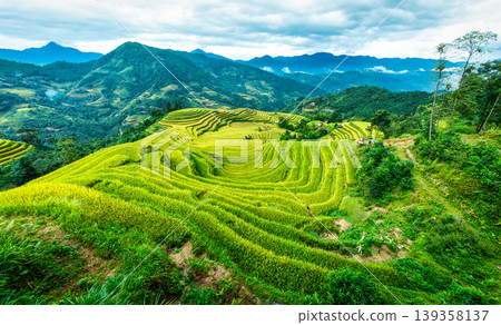 Lush rice field terraces on highland during harvest season in countryside at Vietnam 139358137