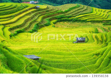 Lush rice field terraces with barn and farmer harvesting in countryside at Vietnam 139358138