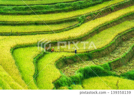 Farmer harvesting in lush rice field terraces on highland in countryside 139358139