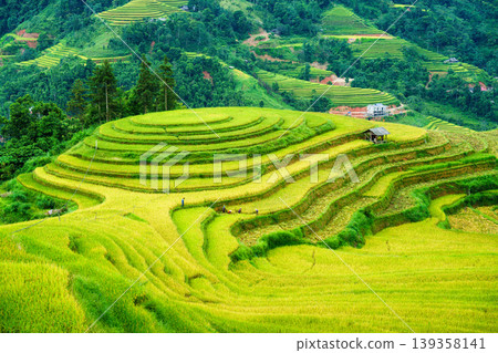 Lush rice field terraces with farmer harvesting in countryside at Vietnam 139358141