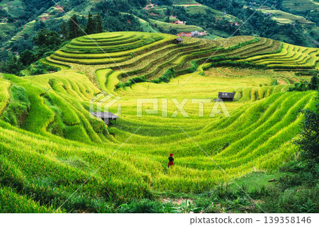 Lush rice field terraces with female villager standing in farmland Lush rice field terraces with female villager standing in farmland 139358146