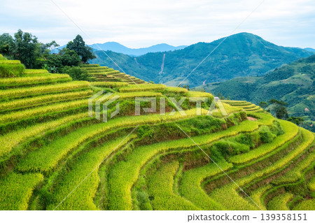 Lush rice field terraces with barn on farmland in countryside Lush rice field terraces with barn on farmland in countryside 139358151