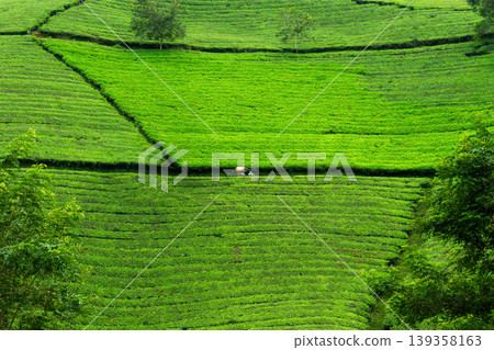 Lush green tea plantation with farmer carrying green tea leaves passing hill in countryside Lush green tea plantation with farmer carrying green tea leaves passing hill in countryside 139358163