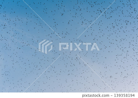 Flock of bats flying from cave in the evening Flock of bats flying from cave in the evening 139358194
