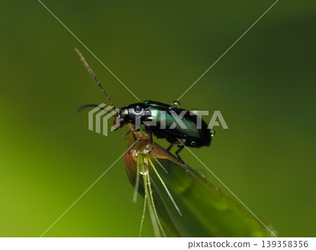 雨後一隻藍色的小葉甲蟲；水滴的微距照片。 139358356