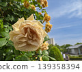 Antique amber roses blooming in the blue sky 139358394