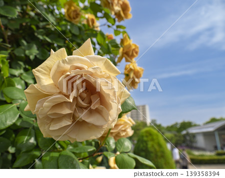 Antique amber roses blooming in the blue sky Antique amber roses blooming in the blue sky 139358394