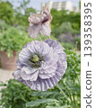 A fleetingly beautiful antique purple flower 139358395