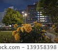Yellow roses, a soothing presence, adorn the nighttime office district. 139358398