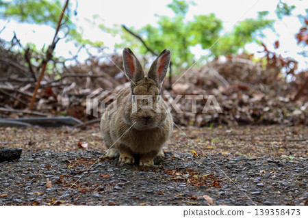 A rabbit standing in the shade of a tree on Okunoshima Island. A rabbit standing in the shade of a tree on Okunoshima Island. 139358473