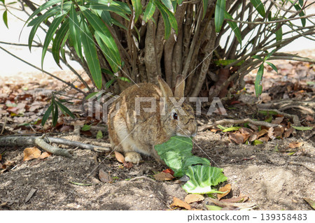 A scene of rabbits eating on Okunoshima Island. A scene of rabbits eating on Okunoshima Island. 139358483