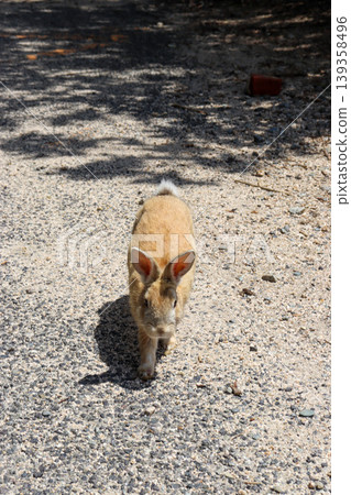 The moment the rabbits of Okunoshima Island approach The moment the rabbits of Okunoshima Island approach 139358496