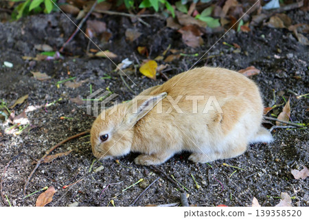 A rabbit standing in the shade of a tree on Okunoshima Island. A rabbit standing in the shade of a tree on Okunoshima Island. 139358520