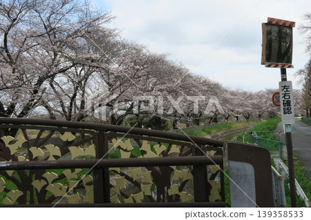 Cherry trees lining the western edge of the Minuma-daiyosui Canal in Saitama City Cherry trees lining the western edge of the Minuma-daiyosui Canal in Saitama City 139358533