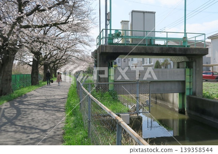 Cherry trees lining the western edge of the Minuma-daiyosui Canal in Saitama City 139358544