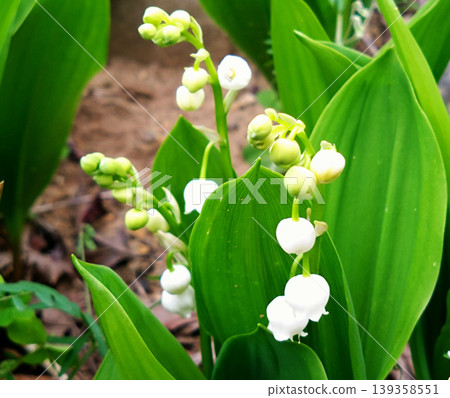 The delicate white flowers of lily-of-the-valley blooming in the spring forest and the fresh green leaves The delicate white flowers of lily-of-the-valley blooming in the spring forest and the fresh green leaves 139358551