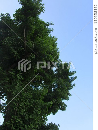 Ginkgo trees in spring Ginkgo trees in spring 139358552