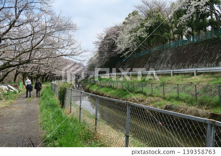 Cherry trees lining the western edge of the Minuma-daiyosui Canal in Saitama City 139358763