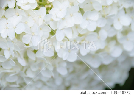 The white hydrangea Annabelle is beautiful. The white hydrangea Annabelle is beautiful. 139358772