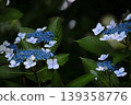 Blue hydrangea 139358776