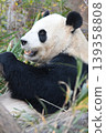 giant panda 139358808