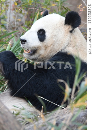 giant panda 139358808