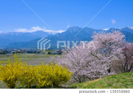 【安曇野的春天】櫻花與有明山【池田町,北安曇郡】 【安曇野的春天】櫻花與有明山【池田町,北安曇郡】 139358860