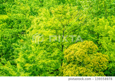 Yokohama, Japan: The cityscape in springtime, with its vibrant green foliage... Forests becoming even more vivid in color... = Yokohama City Yokohama, Japan: The cityscape in springtime, with its vibrant green foliage... Forests becoming even more vivid in color... = Yokohama City 139358978