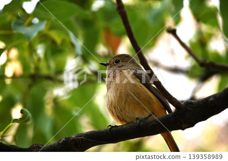 Yobitaki停在樹枝上 139358989