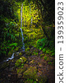 Tropical forest with cascades and evergreen plants, Madeira Island, Portugal 139359023