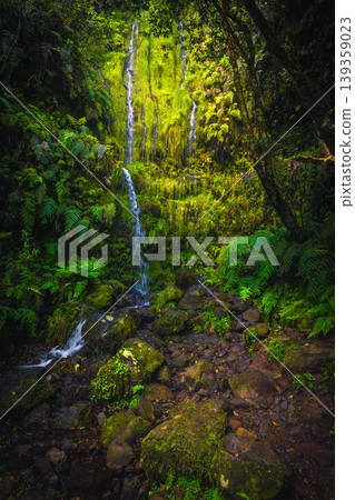 Tropical forest with cascades and evergreen plants, Madeira Island, Portugal Tropical forest with cascades and evergreen plants, Madeira Island, Portugal 139359023