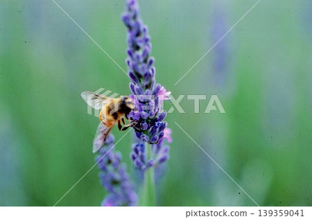 bee sucking lavender nectar bee sucking lavender nectar 139359041