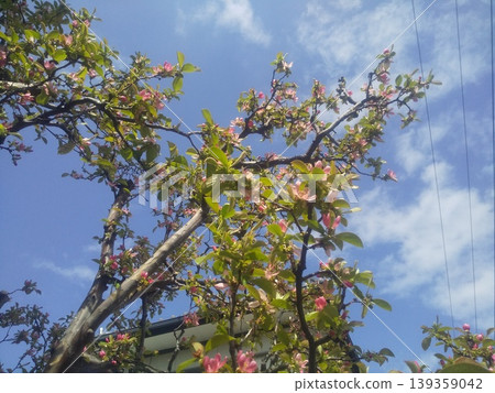 Karin peach blossoms that produce a lot of fruit in autumn Karin peach blossoms that produce a lot of fruit in autumn 139359042