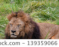 lion 139359066