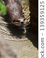 Small-clawed otter 139359125