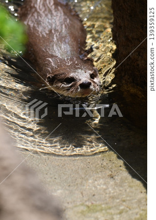 Small-clawed otter 139359125