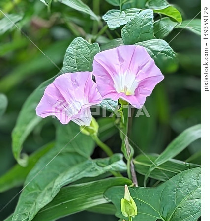 兩株牽牛花 139359129
