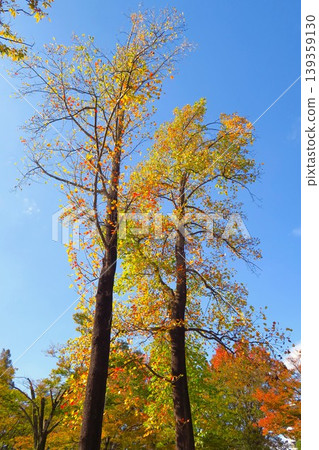 The yellow leaves of the tulip trees in the park in late autumn, against a blue sky. The yellow leaves of the tulip trees in the park in late autumn, against a blue sky. 139359130