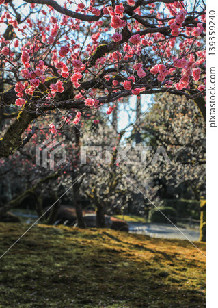 Plum Kenrokuen Plum Kenrokuen 139359240