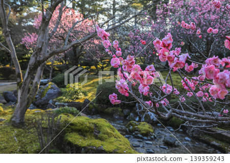 Plum Kenrokuen Plum Kenrokuen 139359243