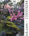 Plum Kenrokuen 139359244