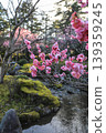 Plum Kenrokuen 139359245