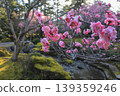 Plum Kenrokuen 139359246