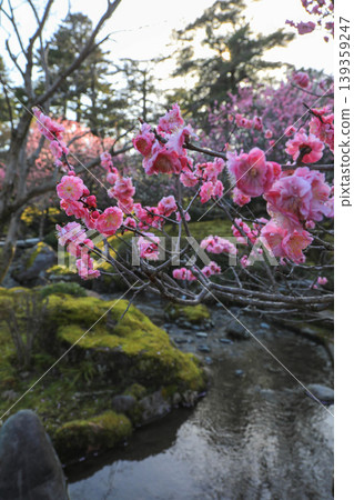 Plum Kenrokuen 139359247